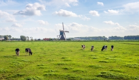 Vaches laitières dans un champ au Pays-Bas