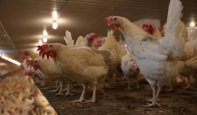 Poules pondeuses