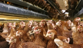 Poules pondeuses