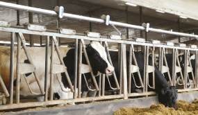 Vaches Holstein