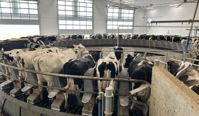 Vaches dans un caroussel en Saskatchewan