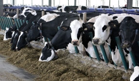 Vaches Holstein mangeant