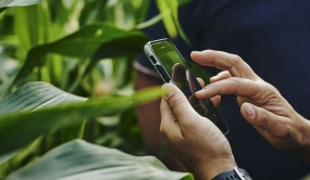 Personne cliquant sur son écran de téléphone à proximité de plans de maïs