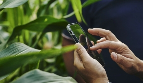 Personne utilisant son cellulaire devant un plan de seigle