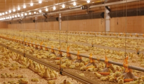 Poulailler plein de poussins