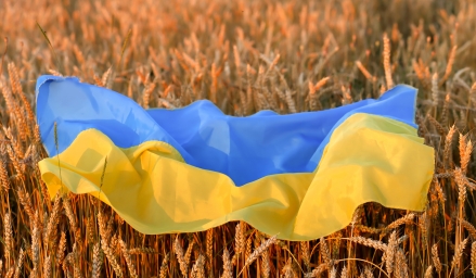 Drapeau de l'Ukraine sur champs de blé