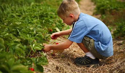Enfant ramassant des fraises