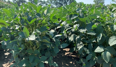 Soya