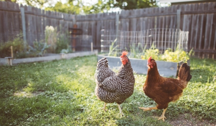Poules en milieu urbain