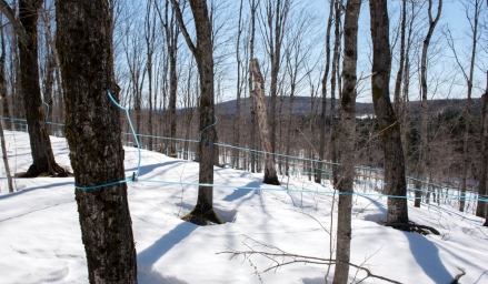 Forêt en hiver