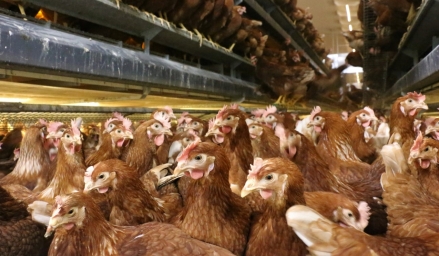 Poules pondeuses