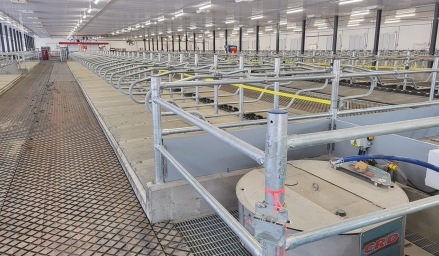 Intérieur d'une étable laitière