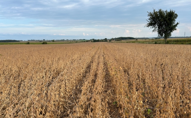 Champ de soya