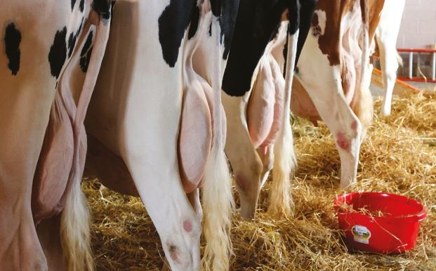 Vaches Holstein vue de derrière