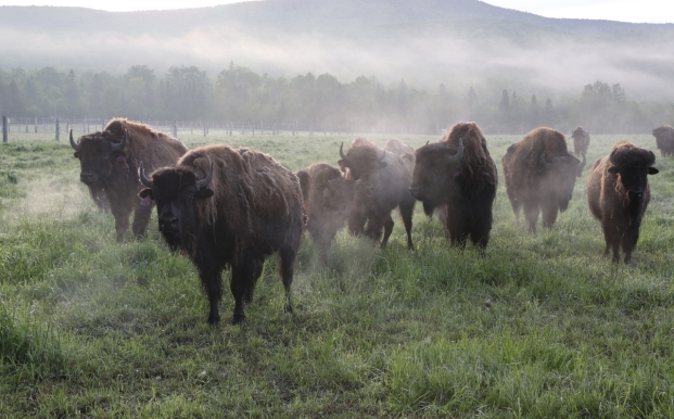 Bisons dans le brouillard