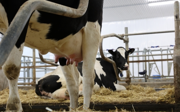 Pie de vache Holstein