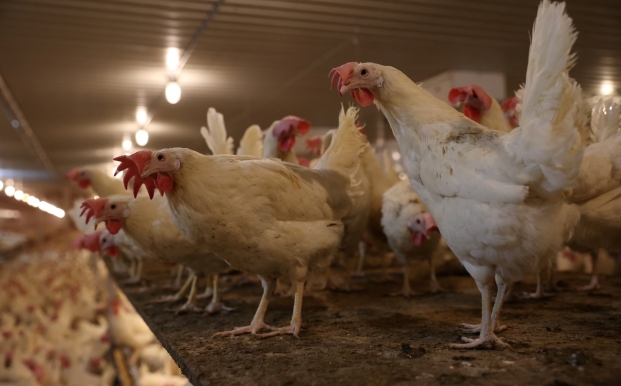 Poules pondeuses