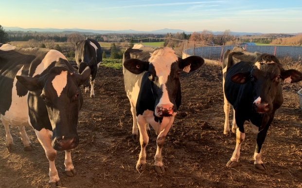 Vaches Holstein dans le soleil couchant