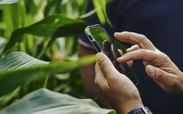 Personne regardant son téléphone à proximité de plant de seigle