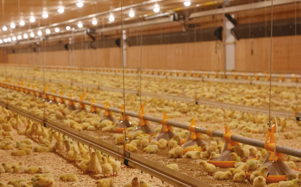 Poulailler plein de poussins