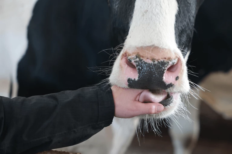 Vache gourmande