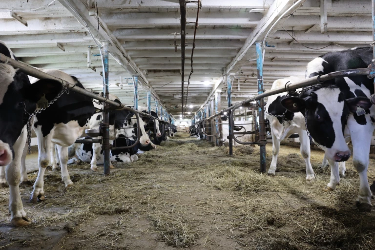 Des vaches Holstein dans une étable