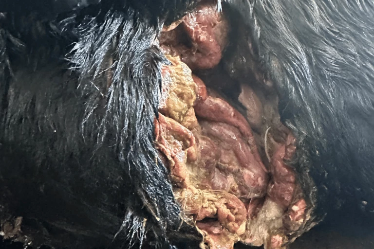 Des soins d’hydrothérapie ont été prodigués pour retirer la chair putréfiée.