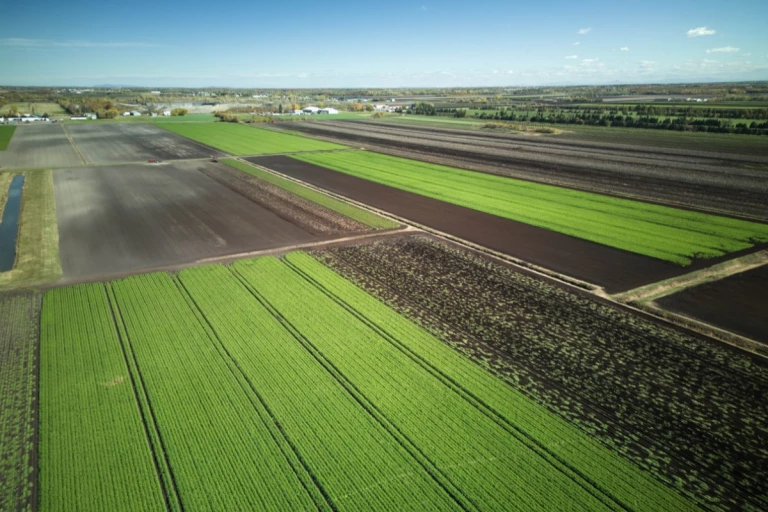Champs de Laitue St-Jacques