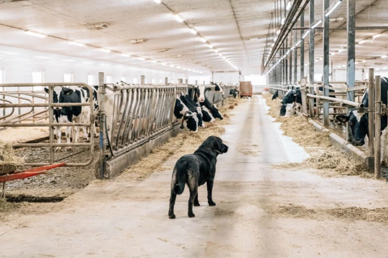 Chien dans l'étable de la Ferme M.B. Pelletier