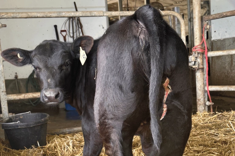 En septembre, deux mois après le début des traitements, la cicatrice s’est formée.