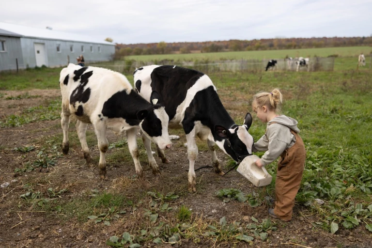 Flavie et veaux de la Ferme Silvercrest