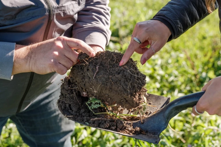 Sol et vers de terre
