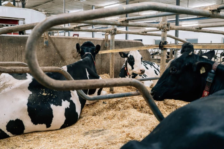 Vaches couchées au sol