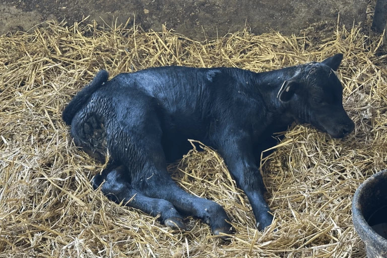 Veau blessé par un coyote.