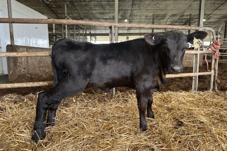 La cuisse droite du veau s’est atrophiée due à la blessure.