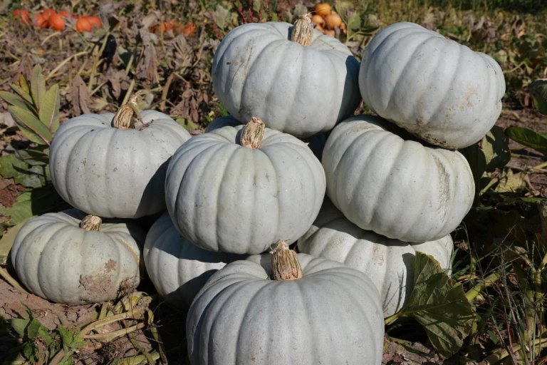 Citrouilles grises