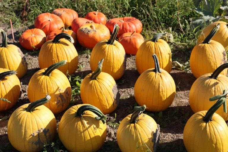 Citrouilles jaunes orangées