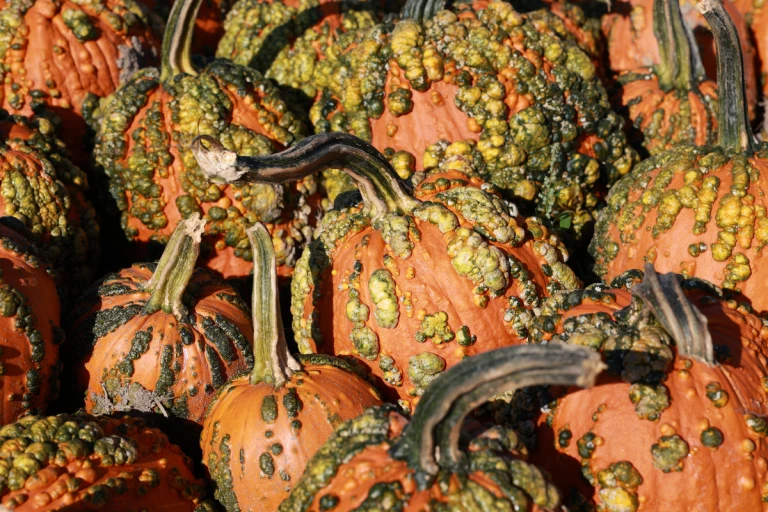 Citrouilles verruqueuses