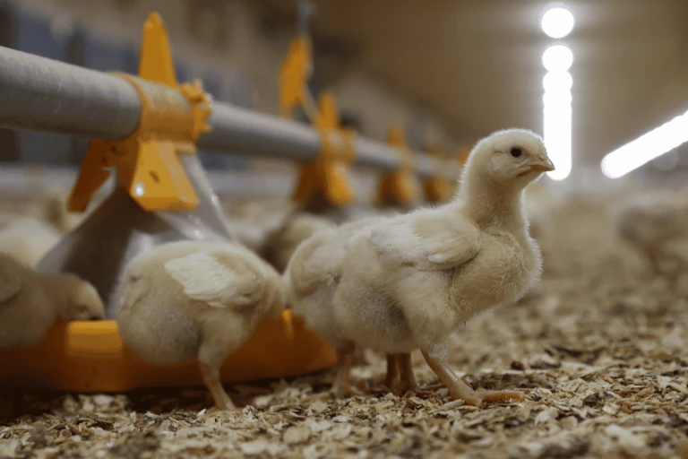 Poussins des fermes de Nutrinor