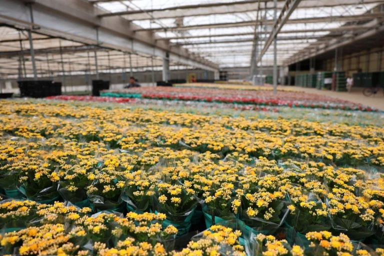 Fleurs de Joost Kalanchoe