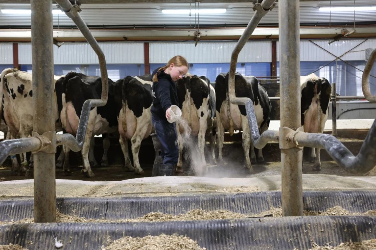 L'une des fille Lamonde nourrissant les vaches.