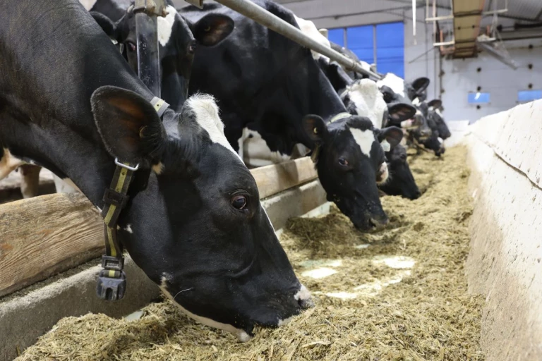 Des vaches holstein mangeant.
