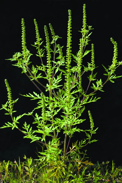 Petite herbe à poux