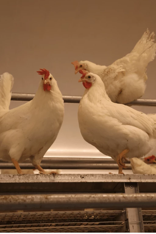 Des poules pondeuses blanches