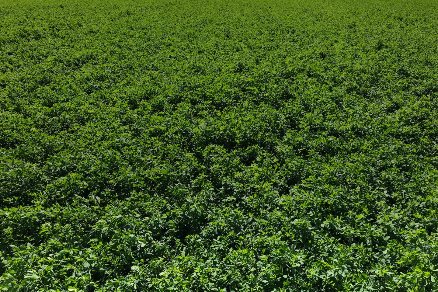 Un champ vert vue de haut