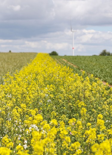 Bandes fleuries en Europe