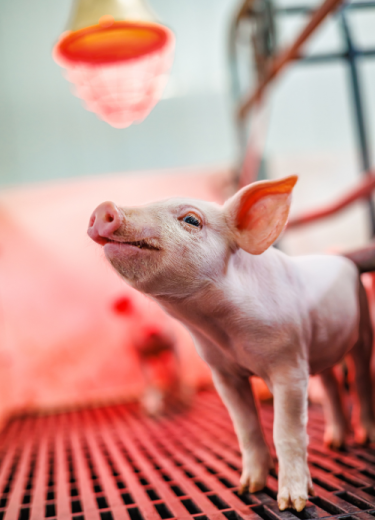 Porcelet regardant la lumière