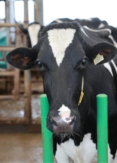 Vache
