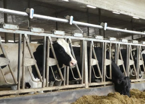 Vaches Holstein avec le Smart Soaker