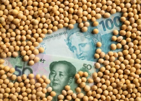 De l'argent chinois et brésilien sous des grains de soya